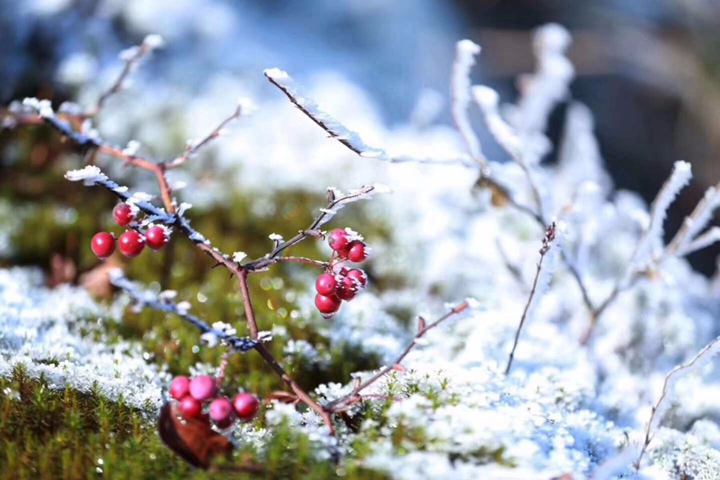 【雪化春来】云台山的春天已经不远